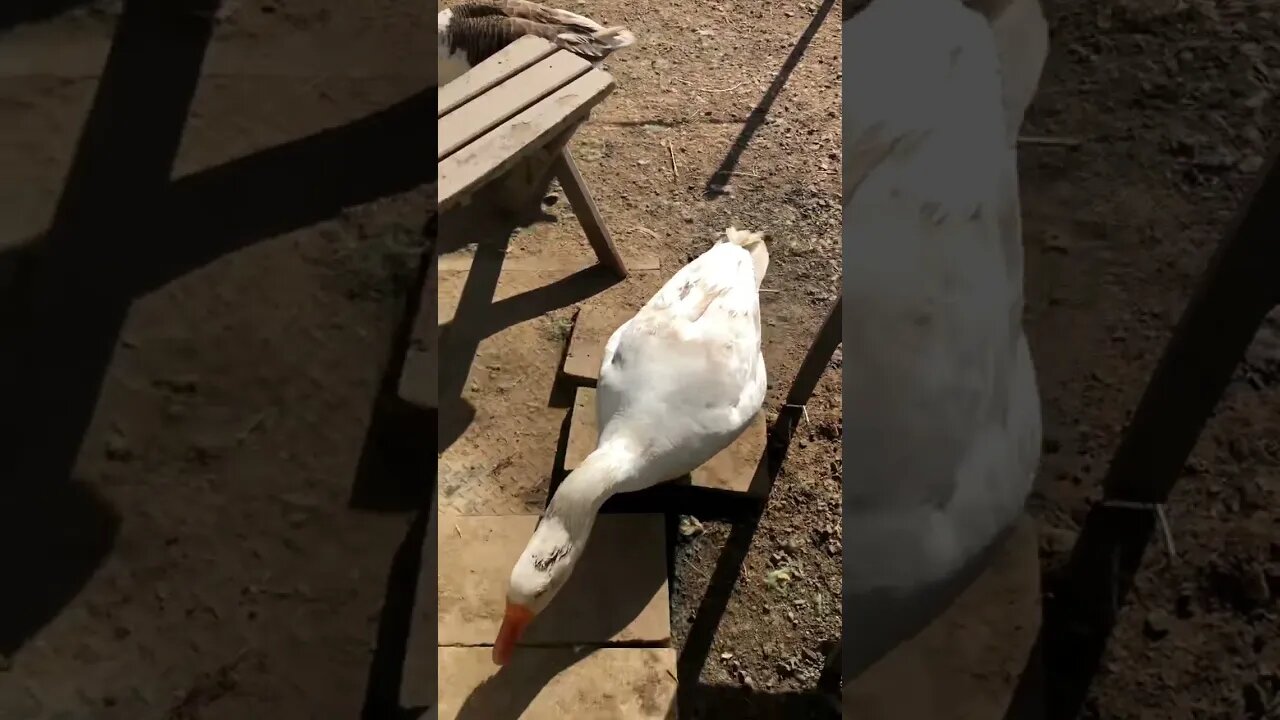 Edwin the attack goose has been let out. He came to say hello. They needed to be locked up to nest.