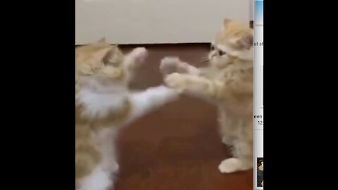 Funny Cats Boxing - Hilarious #shorts