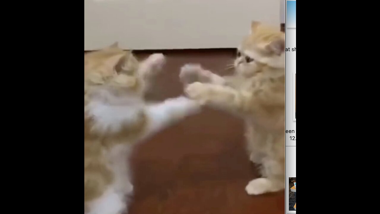 Funny Cats Boxing - Hilarious #shorts
