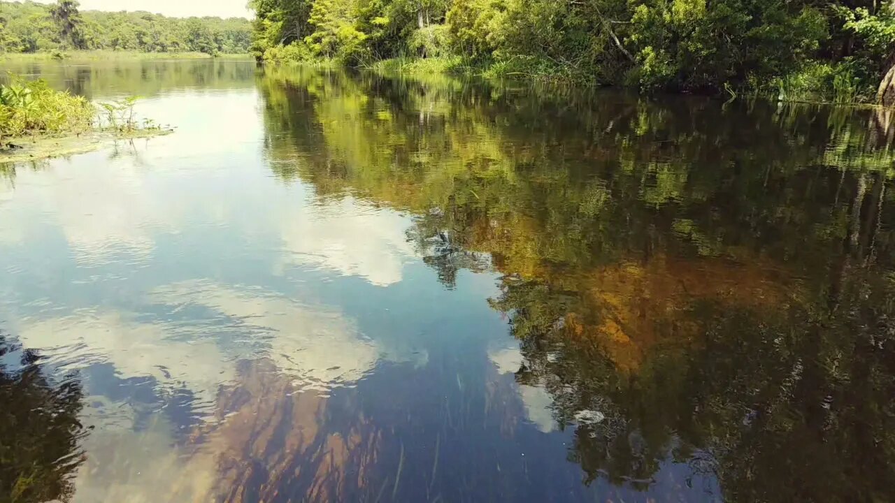 Wakulla Springs Florida Riverboat Tour - Summer 2018