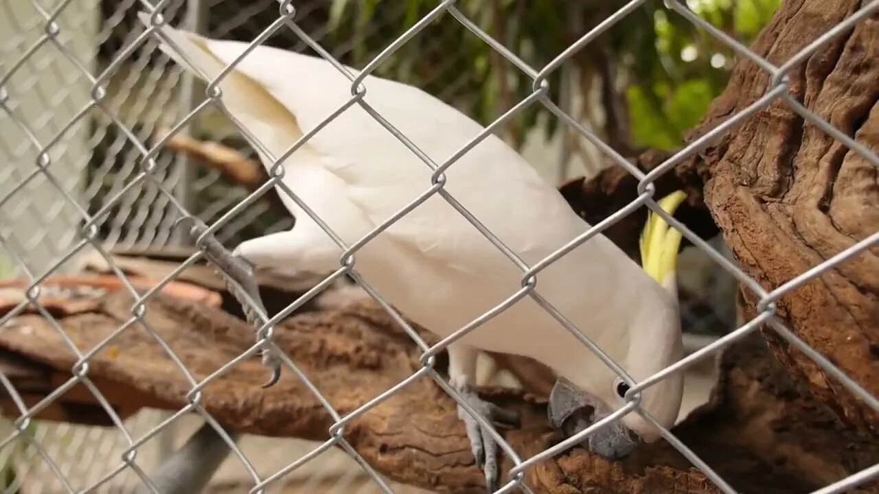 Sulphur Crested Cockatoo inside a Cage. Slow Motion