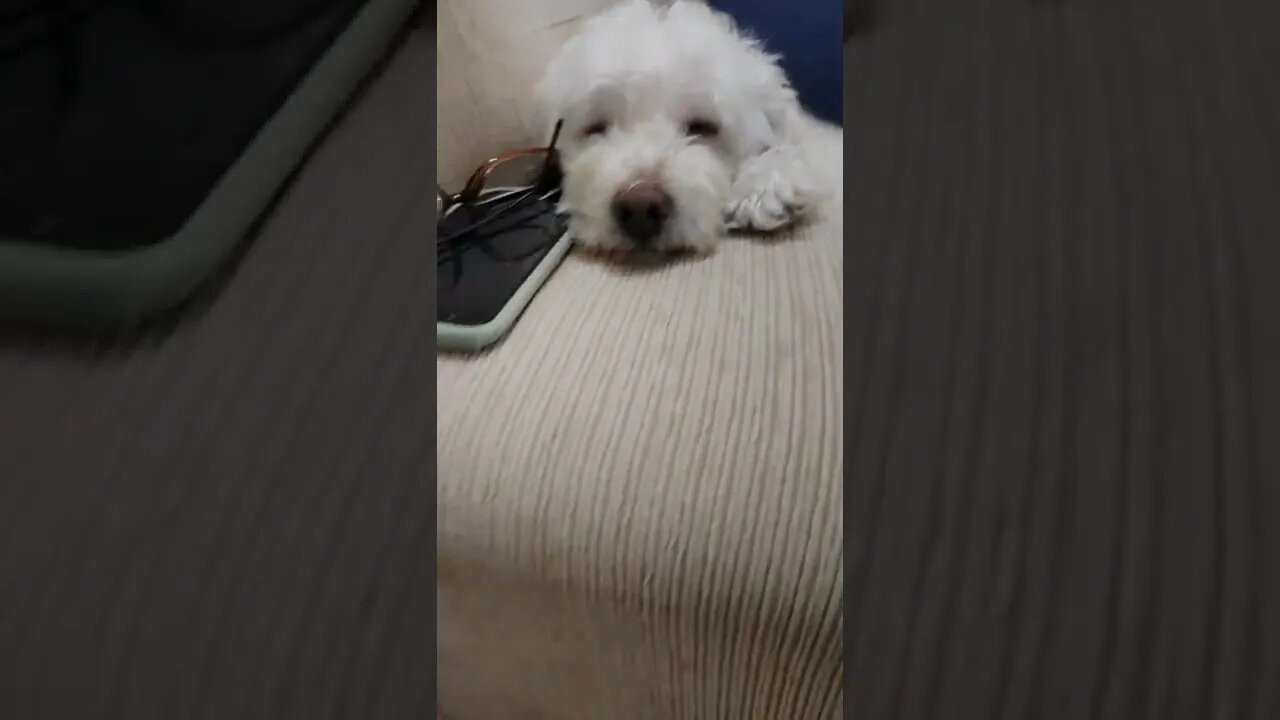 Dorme BB doguinho