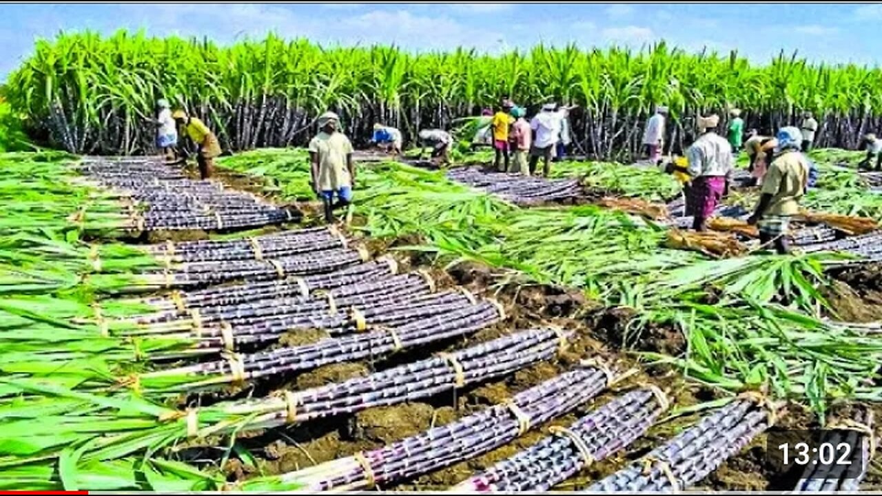 Growing and Harvesting Billions Tons of Sugarcane to make Sugar - Sugar Processing Line in Factory