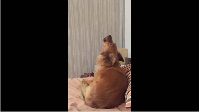 Dog Howls Along To Snooze Melody