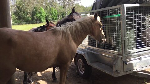 The girls on a high wind day - changes in herd behaviour