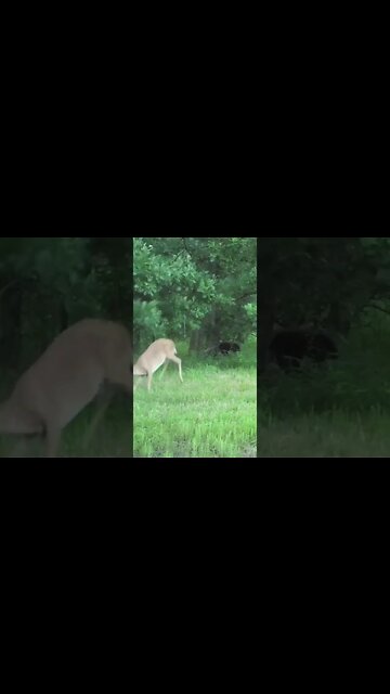 Do Whitetail Does Make Scrapes?