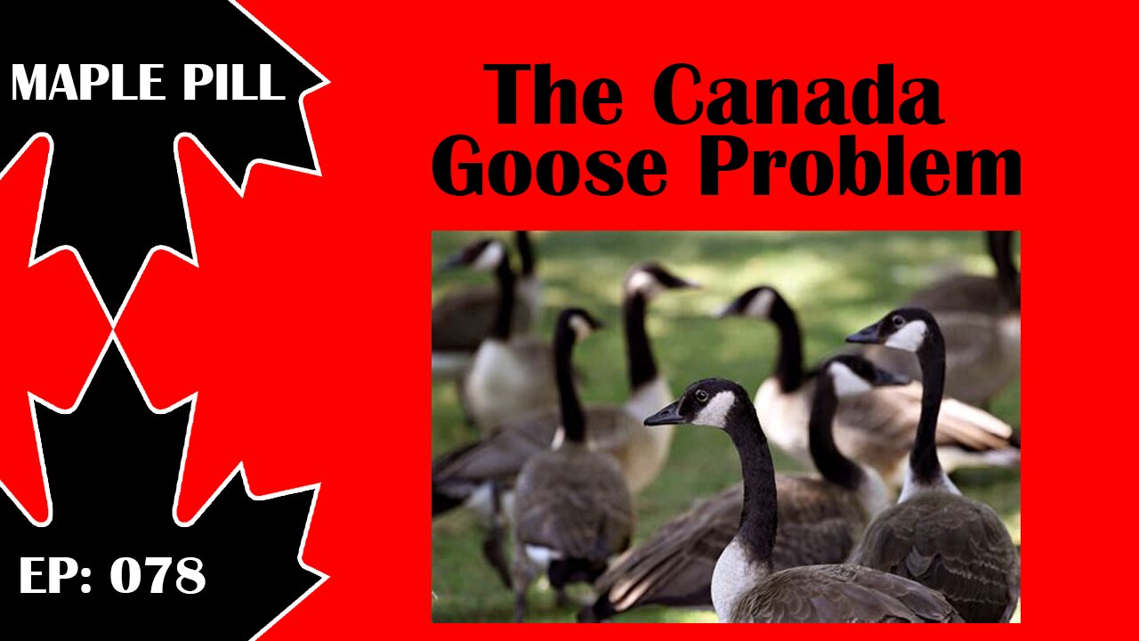 Maple Pill Ep 078 - The Canada Goose Problem