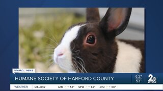 Bunny Ears the rabbit is up for adoption at the Humane Society of Harford County