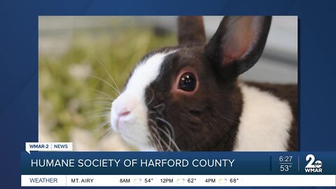 Bunny Ears the rabbit is up for adoption at the Humane Society of Harford County