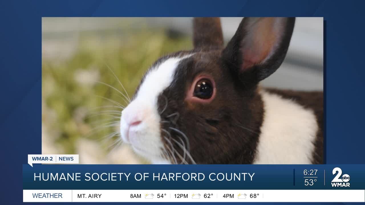 Bunny Ears the rabbit is up for adoption at the Humane Society of Harford County