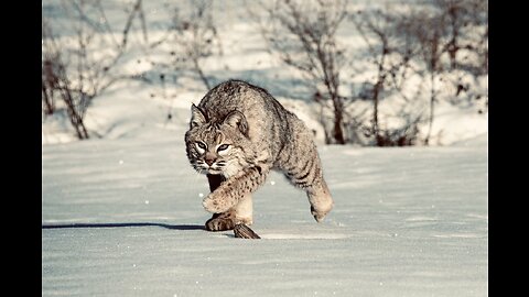 5 Fun Facts About The Bobcat