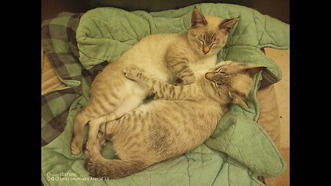 Wilde Katzen auf Gozo