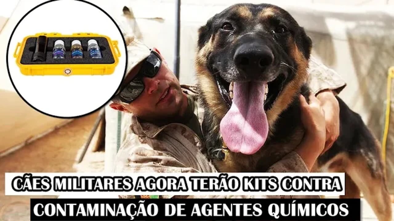 Cães Militares Agora Terão Kits Contra Contaminação De Agentes Químicos