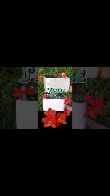 😱 This Miniature Cattleya Tho'! 🙆🏼‍♀️😍 #ninjaorchids #shorts #miniature #orchids