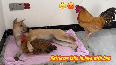 The rooster suspects that the dog and hen are having an affair!The rooster is very angry.so funny