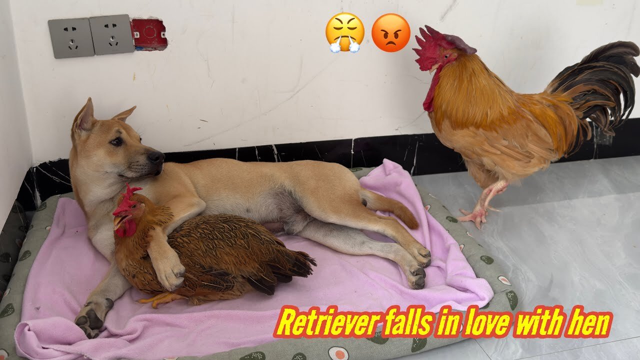 The rooster suspects that the dog and hen are having an affair!The rooster is very angry.so funny