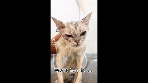 Wait for it