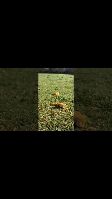 1,778 lb Pumpkin Blows Sky high #bubba #giantpumpkin #explosion