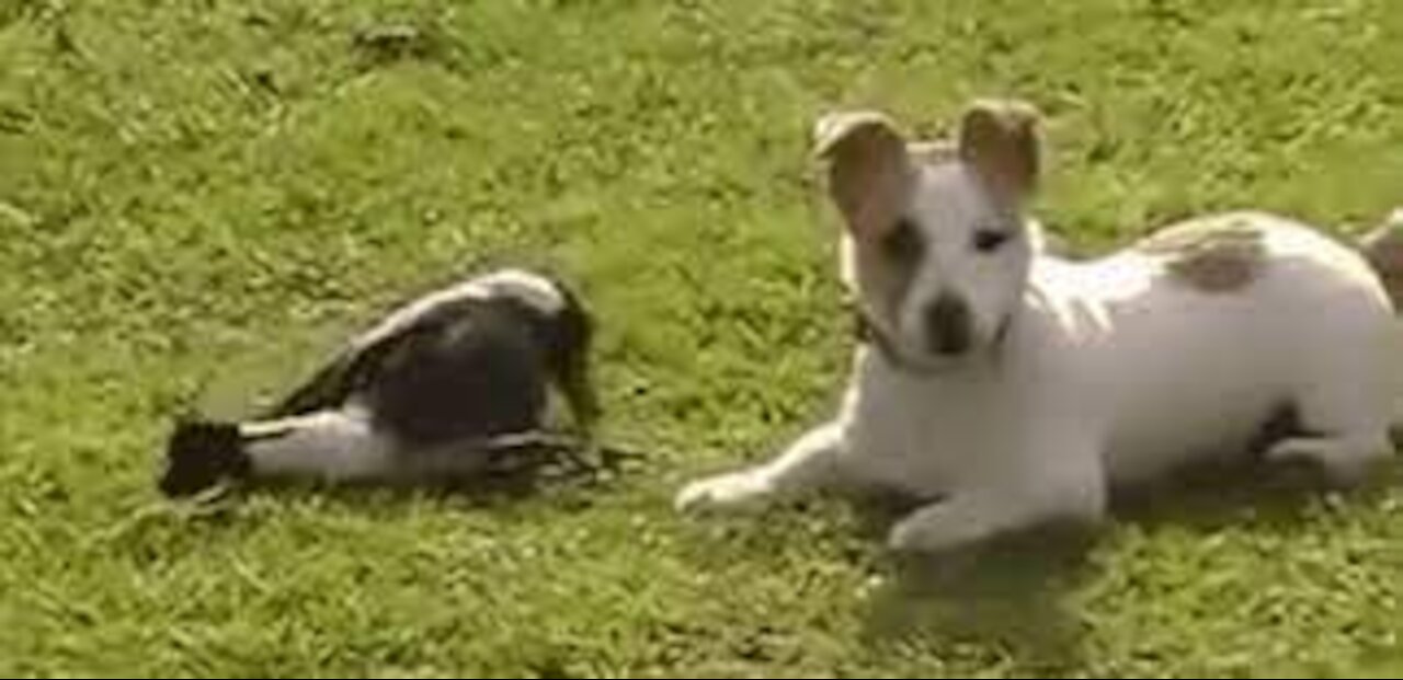 A clow deals a fatal blow to the dog