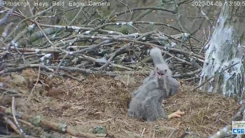 Hays Branch Dad to branch H11 H12 in nest 2020 04 05 154pm