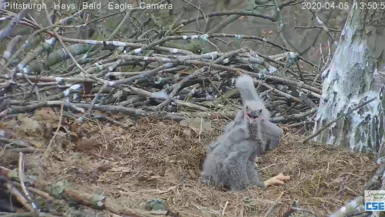 Hays Branch Dad to branch H11 H12 in nest 2020 04 05 154pm