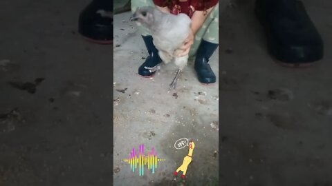 Chickens Can Dance!