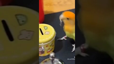 Bird training will blow your mind 😆