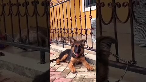 German Shepherd Dog Howling Adorably #germanshepherd #shorts #cute #ytshorts #dog #doglovers