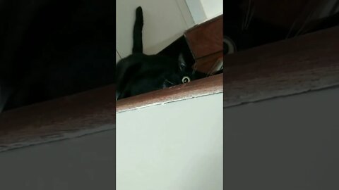 Gato Bartolomeu Tunico atrás da porta assustando 🤣🤣