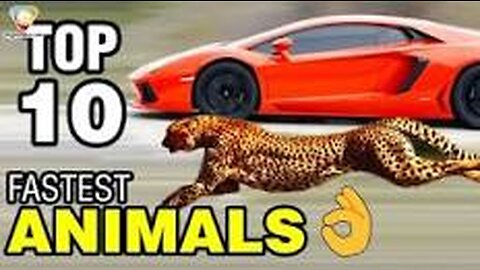 Top Ten fastest Animals In the World ||fastest Animals in the World