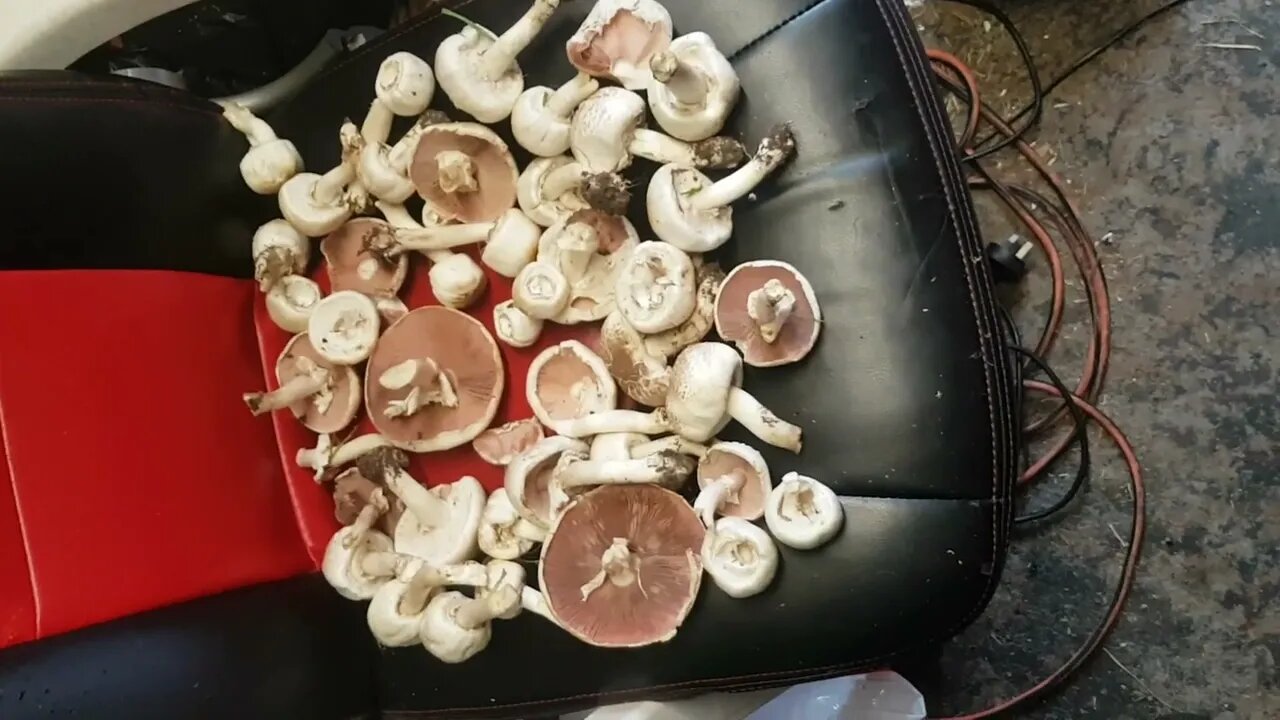 Freshly picked Shrooms