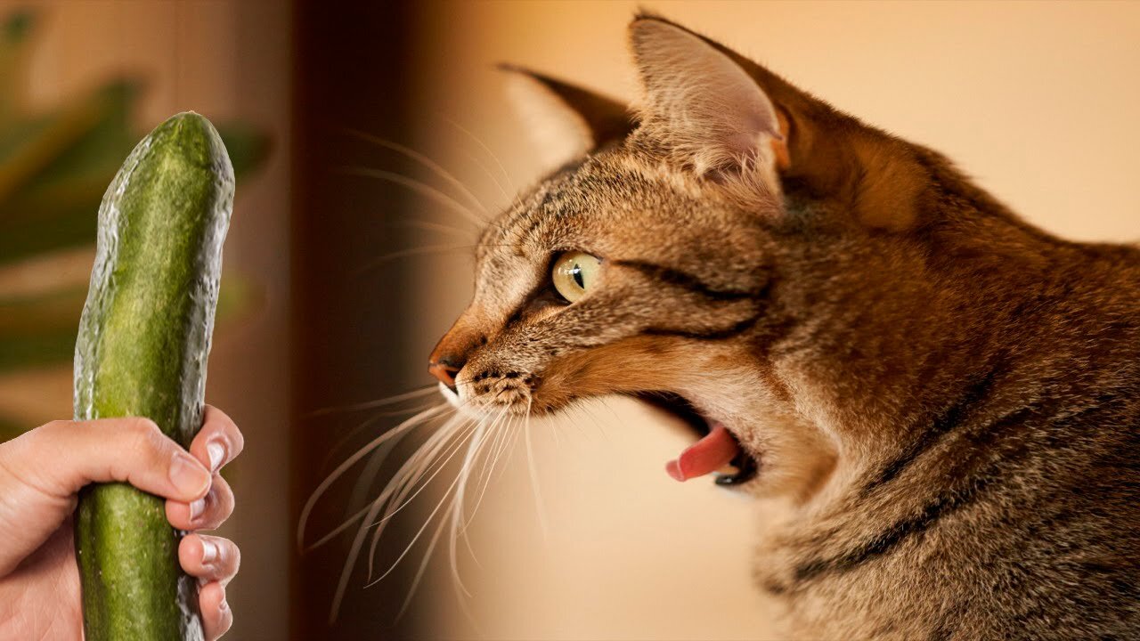 Funniest Cats 😹 - Silliest Creature on Earth 😂 - Funny Cats Videos 2023