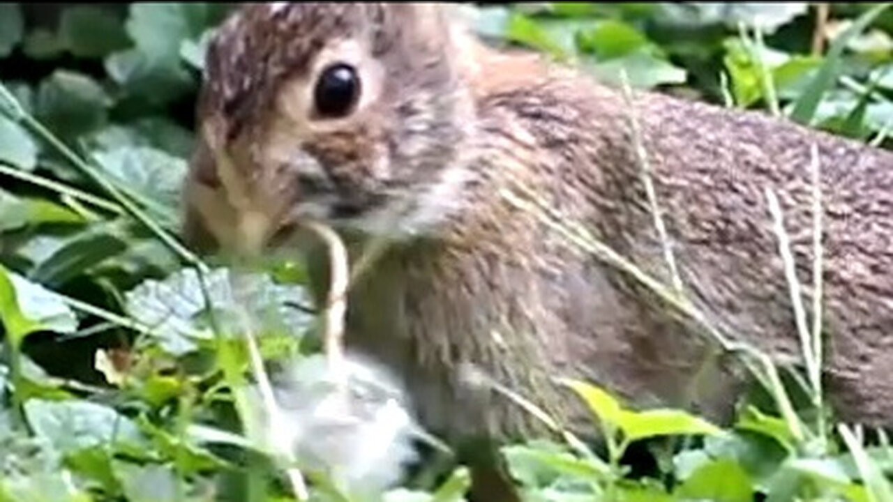 Rabbit Doing Yard Work