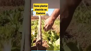 como plantar almeirão na horta #shorts