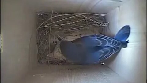 Blue Birds getting the nest ready 4/5/20