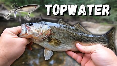 Georgia TOPWATER Bass Fishing was HOT!!! (Canoochee River)