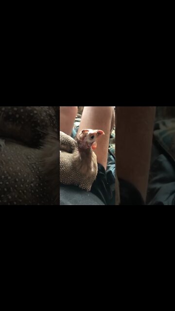 Matilda listening to a bird raucous. Very cute 💕