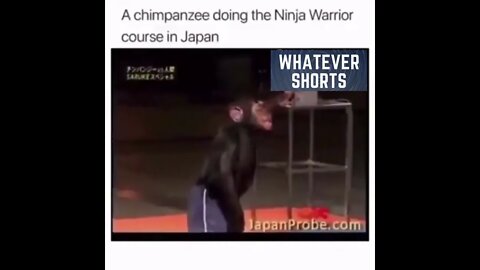 Japanese ninja warrior has some highly skilled competitors #competition #ninja #monkey