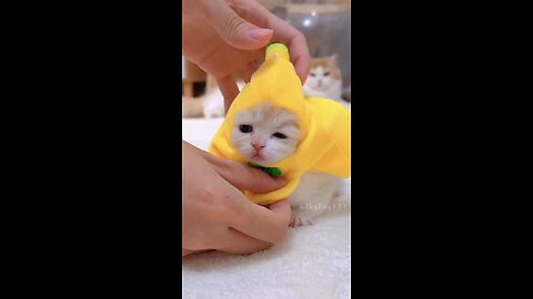 funny cats funny dogs animals videos #111