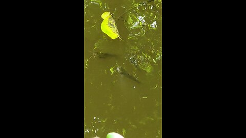 catfish in creek