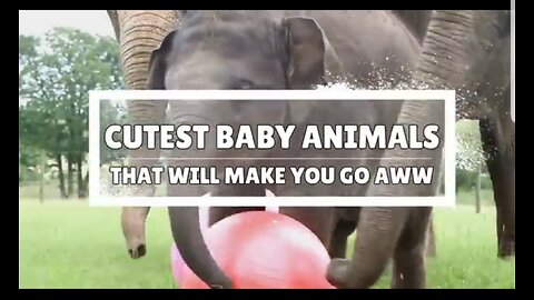 10 Cutest Baby Animals That Will Make You Go Aww |Cutest Animals |