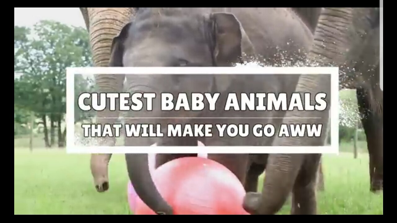 10 Cutest Baby Animals That Will Make You Go Aww |Cutest Animals |