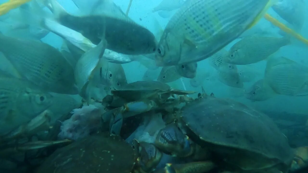 Crabbing Underwater Footage Part 2 / Garibaldi, Oregon