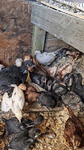 Getting all thier feathers in