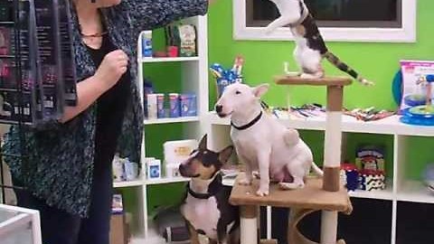 Two dogs and cat balancing on a cat tree