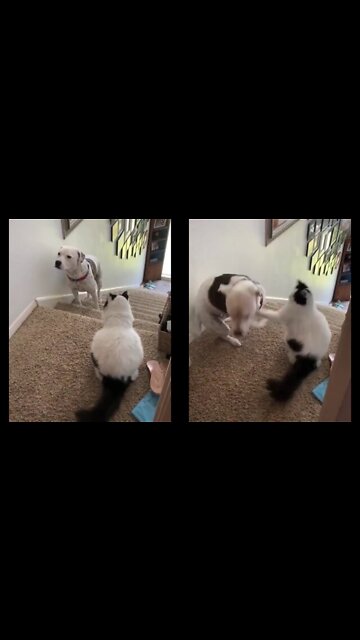 Dog faces his fears by crossing this territorial cat