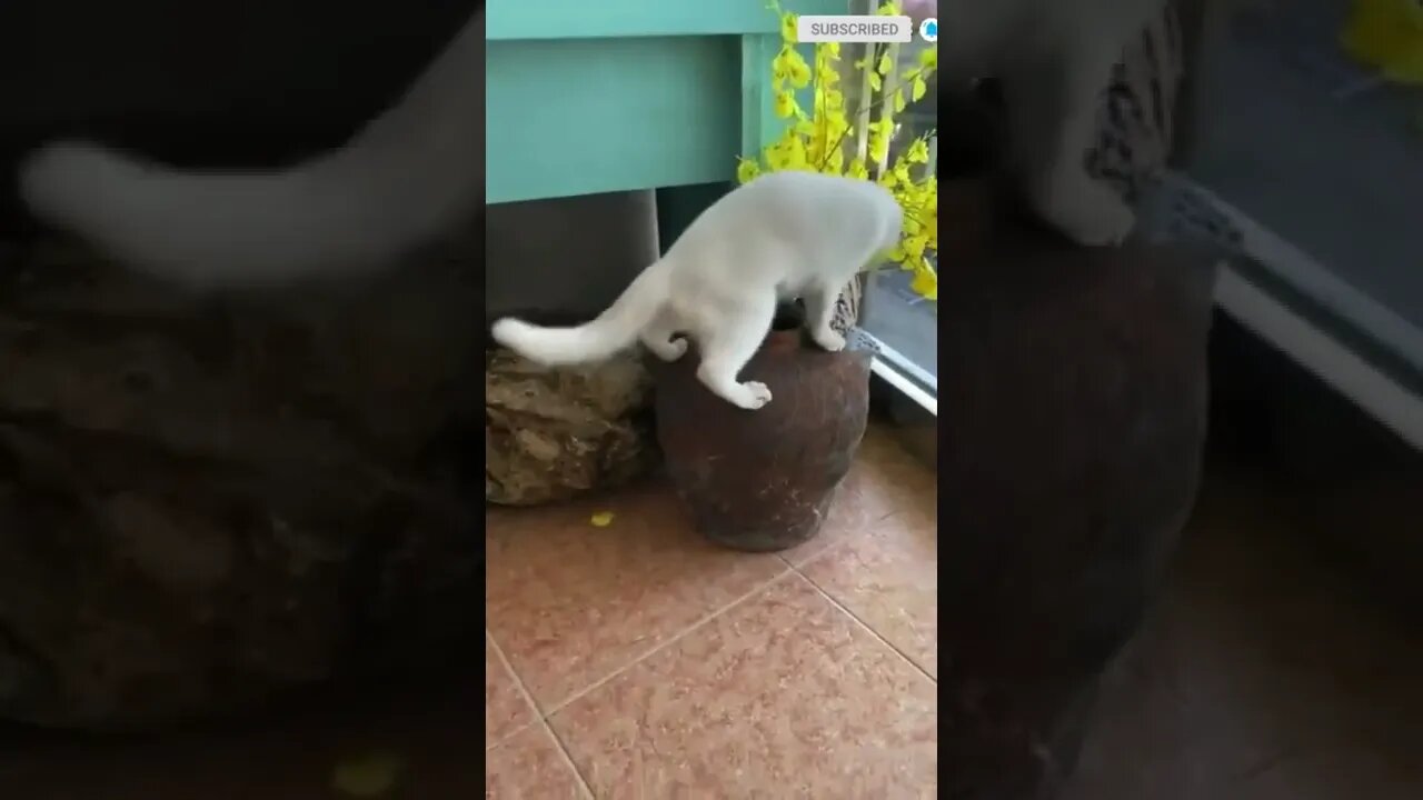 funny cat videos | cute cat videos| cute animals funny cats #shorts #shortsfunny #cutecat #funnycat