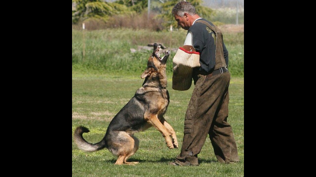 Step by Step Guard Dog Training