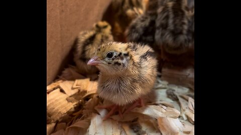 How small are 3 day old Coturnix Quail?