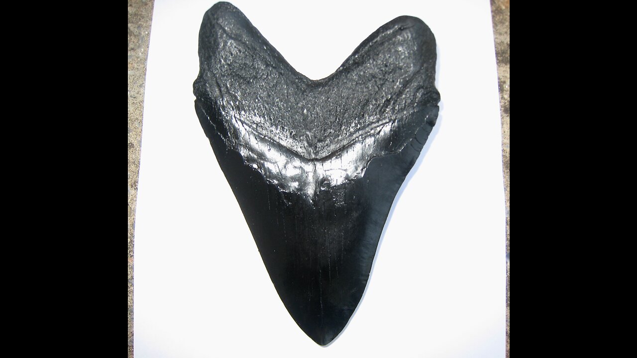 Megalodon Shark Tooth Replica 5 Inches Long Black